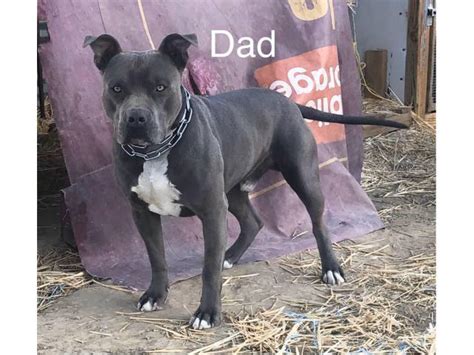8 Weeks Old Blue Nose Pitbull Puppies In Los Angeles California Puppies For Sale Near Me