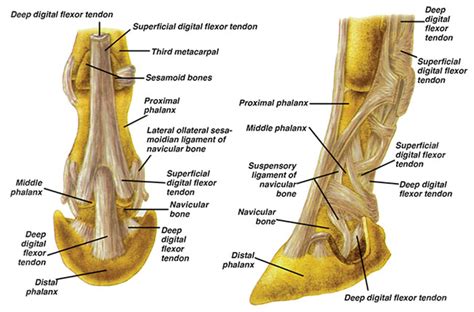 The bones of the horse skeleton are held together with ligaments, tendons and muscles. Advising Horse Owners on How to Head Off Navicular Disease ...