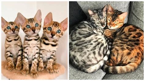 10 Interesting Bengal Cat Facts Youtube