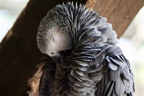 Facts About African Grey Parrotsvery Helpful Article