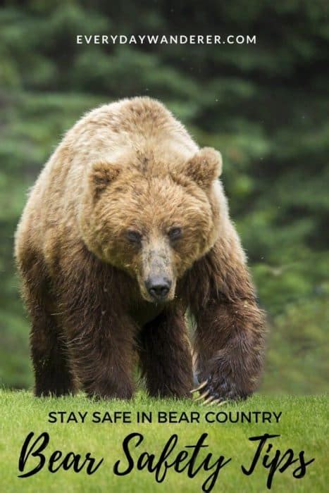 Be Bear Aware With These Tips To Survive Bear Encounter