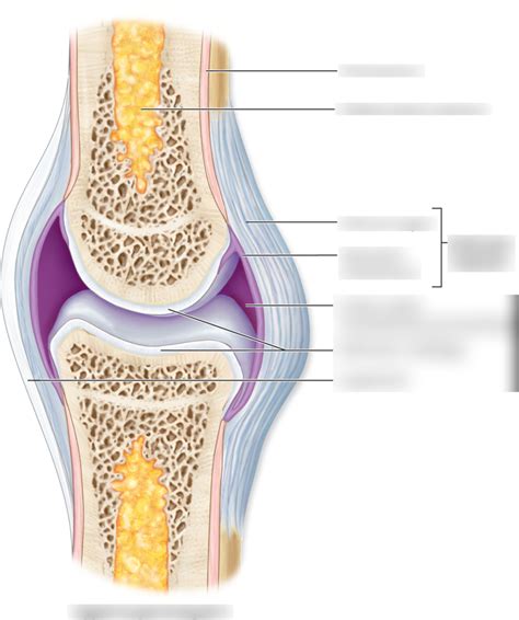 Typical Synovial Joint Diagram Quizlet
