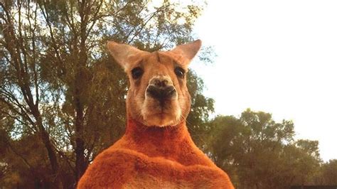 Meet Roger The 14st Muscle Bound Kangaroo Who Likes Kickboxing And Crushing Metal Bt