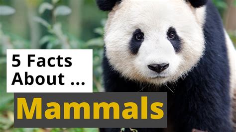 All About Mammals 🐘🦒🦇 5 Interesting Facts Animals For Kids