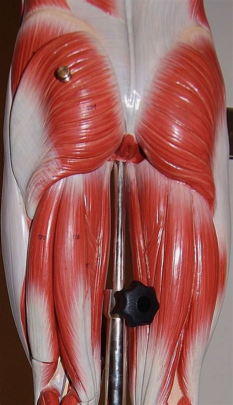 Check spelling or type a new query. Muscles of the upper leg, posterior view | Rob Swatski ...