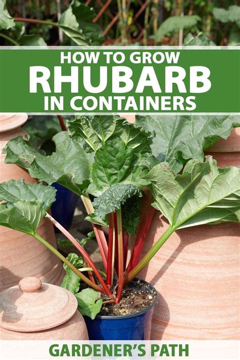 How To Grow Rhubarb In Containers Gardeners Path Growing Rhubarb