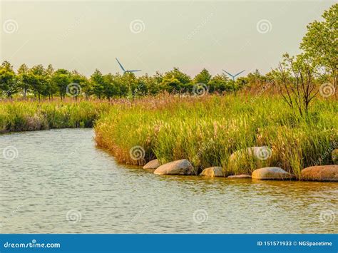 Scenic Landscape Of The Dongtan Wetland Park At Chongming Island