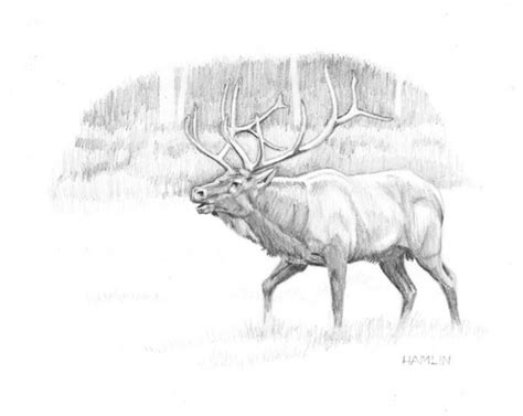 Shop affordable wall art to hang in dorms, bedrooms, offices, or anywhere blank walls aren't elk, bull elk, bull, cows, cattle, rut, rutting, fight, fighting, wrestling, wrestle, horns, antlers, mens, males, brothers, mountain, colorado, plains, field. Drawing Birds and Animals | Springfield Museums