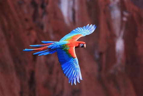 Flying Parrot Tropical Bird Desktop Wallpaper Hd Wallpapers13com Images