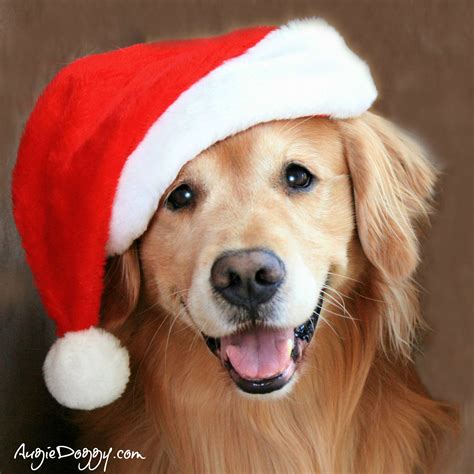 All parents have full health testing including ofa certifications for hips & elbows and are akc registered. Golden Retriever Christmas Wallpaper With Dogs - Pets Lovers