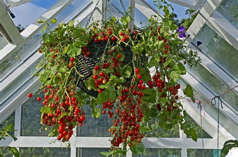 10 Steps To Grow Tomatoes In Hanging Baskets Horticulture