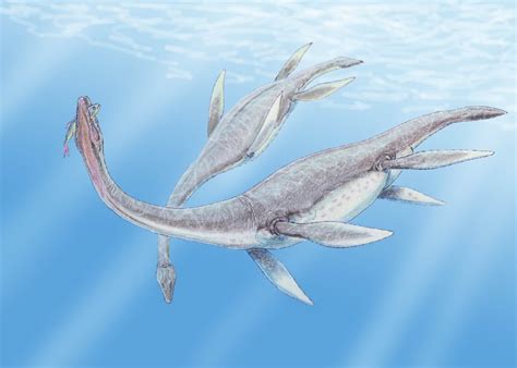 Plesiosaurus Pictures And Facts The Dinosaur Database