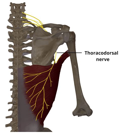 Thoracodorsal Nerve Course Functions Teachmeanatomy