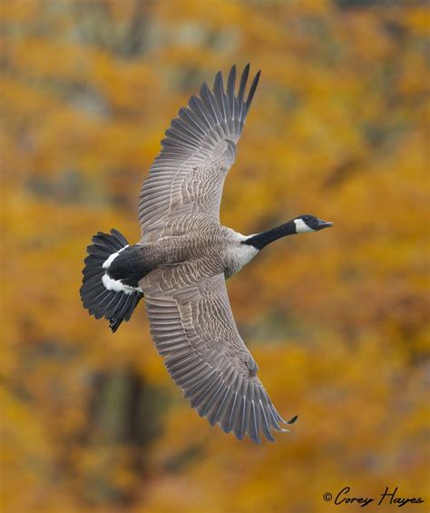 Canada Goose Geese Photography Bird Photography Canadian Goose