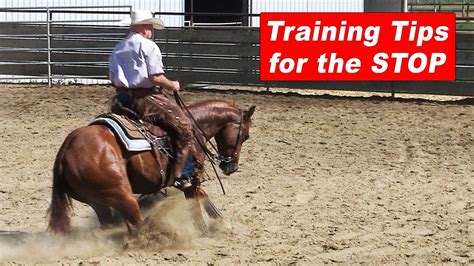 Horse Training Tips For The Stop Reining Horse Stop Cutting Horse