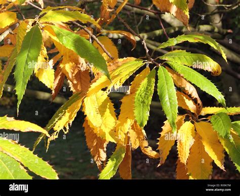 Autumnal Leaves Of The Cut Leaf European Beech Fagus Sylvatica