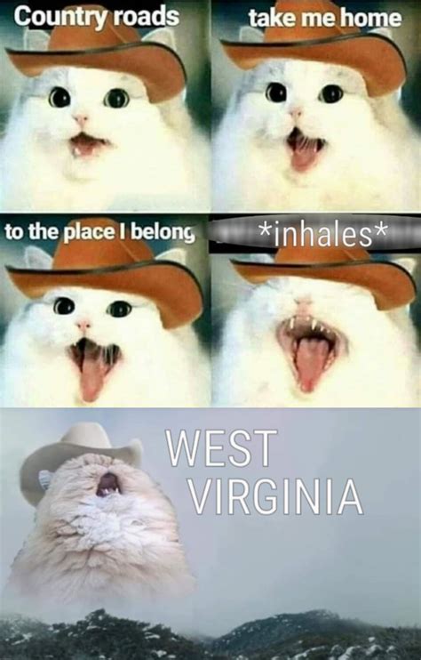 With tenor, maker of gif keyboard, add popular cat meme animated gifs to your conversations. Cowboy Cat Take Me Home To West Virginia 🎵 | Doge Much Wow