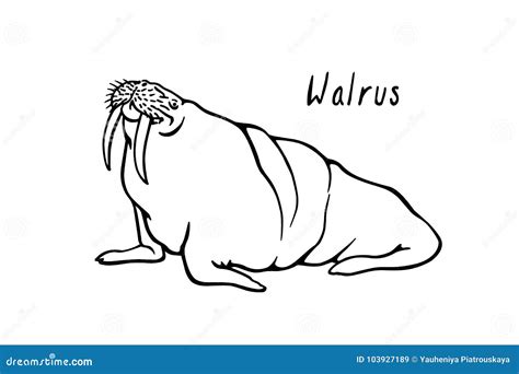 Hand Drawn Walrus Stock Vector Illustration Of Marine 103927189