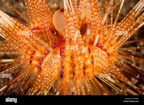 Sea Urchin Astropyga Radiata Stock Photo Alamy