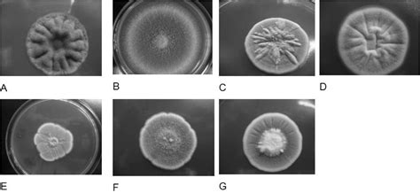 Filamentous Fungi Growth In Malt Extract Agar 10 6 Spores Of Each
