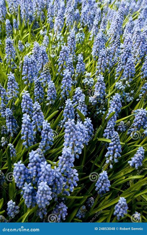 Blue Spring Flowers Stock Photo Image Of Sunshine Drop 24853048
