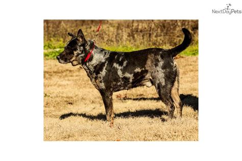 Calico Australian Cattle Dogblue Heeler Puppy For Sale Near