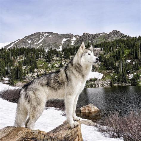 Meet Loki The Wolfdog With 392000 Instagram Followers