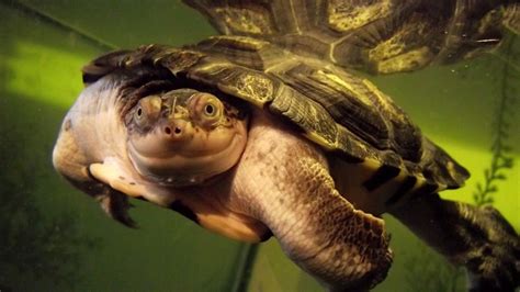 Smiling Turtle Funny Face Animal Photos