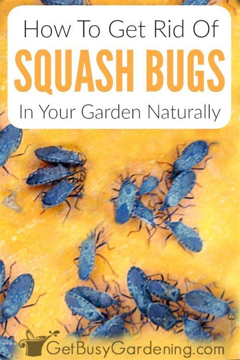 Here are a few prevention. How To Get Rid Of Squash Bugs Naturally, #Bugs #Naturally #Rid #Squash | Squash bugs, Squash ...