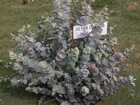 Check spelling or type a new query. Eucalyptus cinerea - UF/IFAS Assessment - University of ...