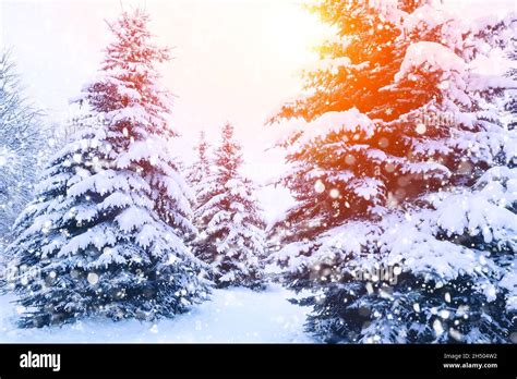 Winter Fir Tree Christmas Scene With Sunlight Fir Branches Covered