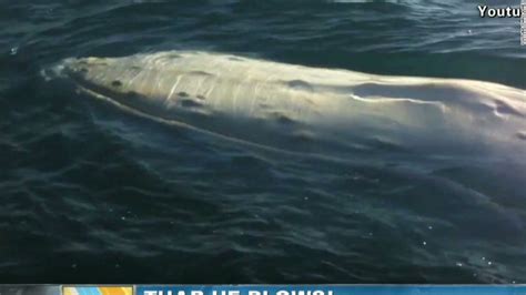 Rare Albino Whale Parades Off Australian Coast Cnn