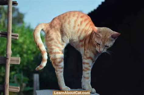Why Do Cats Arch Their Backs Answered Learnaboutcat