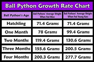 Ball Python Morph Chart Google Search Ball Pythons