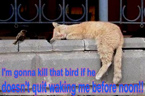 Cat And Bird Funny Animal Humor Photo 19948688 Fanpop