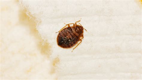 How To Tell If Your Home Is Infested With Bed Bugs Pest Control