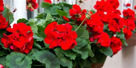 How To Grow Geraniums Over The Winter Panatimes