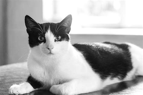Cat Kitten Domestic Free Photo On Pixabay Pixabay