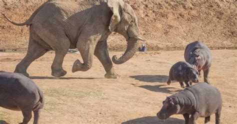 In Pictures Elephant Versus Hippo Daily Record