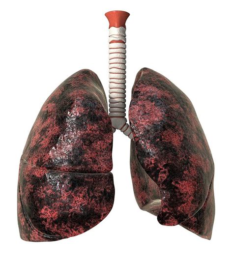 Smoker S Lungs Artwork Photograph By David Mack Pixels