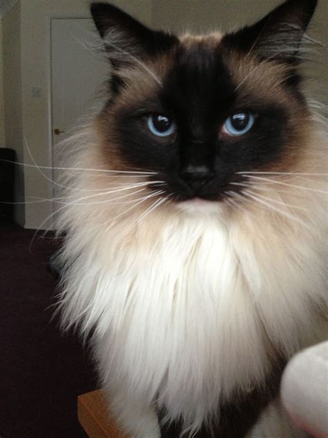 Beautiful Male Pedigree Ragdoll Cat For Sale Bishops Stortford