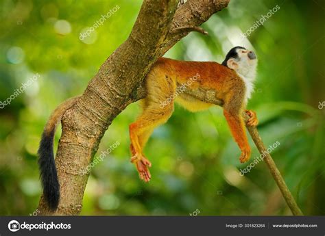 Monkey Long Tail In Tropic Forest Squirrel Monkey Saimiri Oerstedii