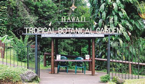 Hawaii Tropical Botanical Garden Restoring And Protecting Hawai‘i