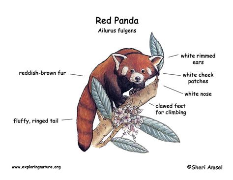Panda (Lesser or Red)