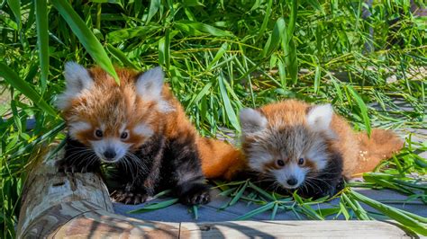 Okc Zoo Launches Red Panda Cam Online During Coronavirus Closure Kfor