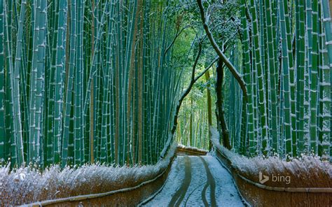 47 Bamboo Forest Japan Computer Wallpaper On Wallpapersafari