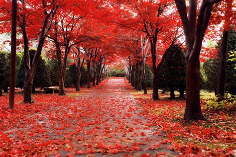 Sapporo The City Of Spectacular Fall Leaves Hokkaido Treasure