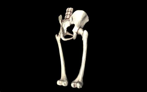 Hip Joint Hip Bone Sacrum Femur Only B 3d Model Animated Obj