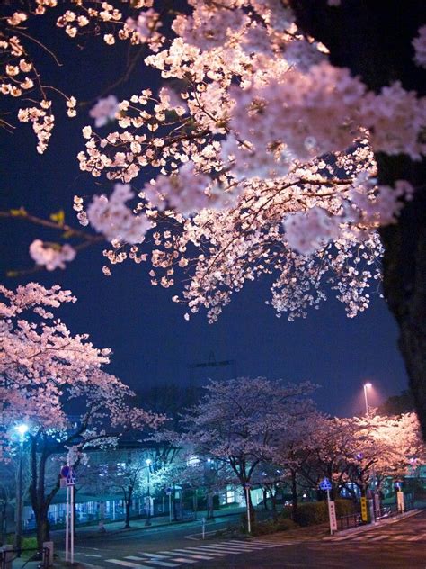 Pin By Vicky Villa On Screensavers Cherry Blossom Japan Blossom Trees Sakura Cherry Blossom