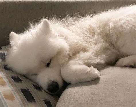 Samoyed Breed Information Guide Quirks Pictures Personality And Facts